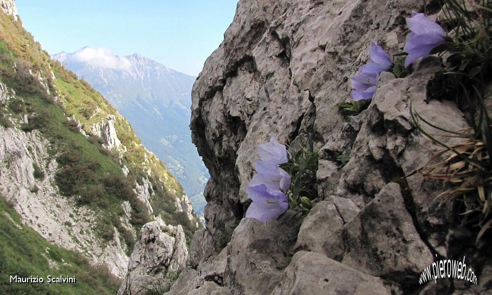 07 Campanule Raineri e Pizzo Menna.JPG